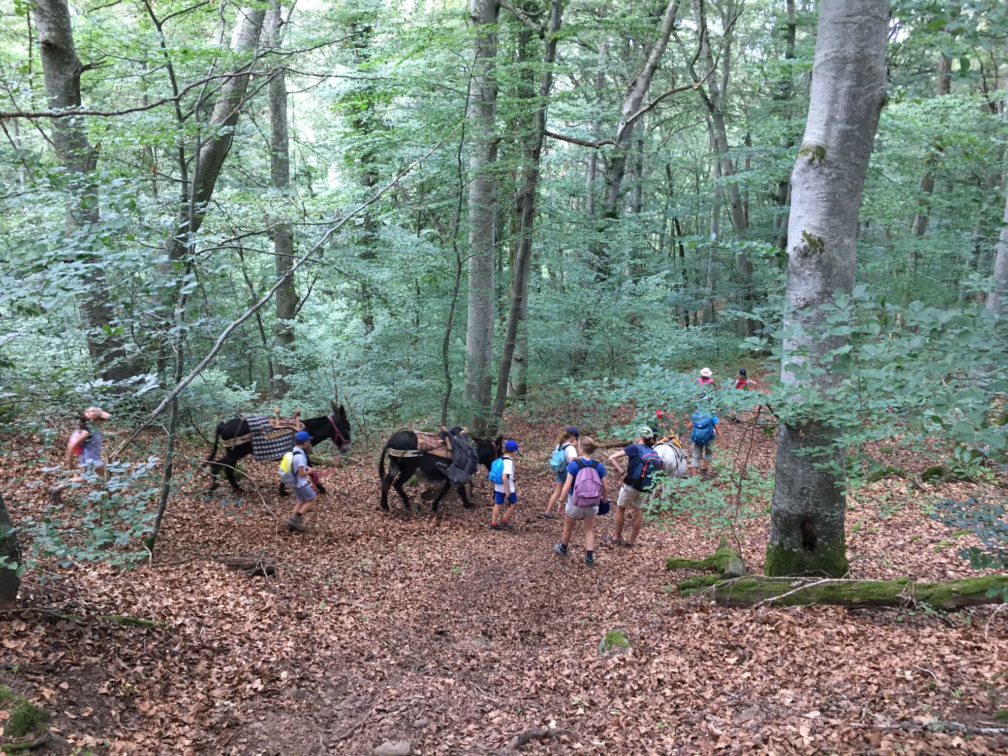 frères-saint-jean-murat-camp-petit-ane-gris