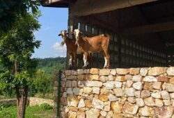 Frères de Saint-Jean - Lumen Valley Togo : élevage