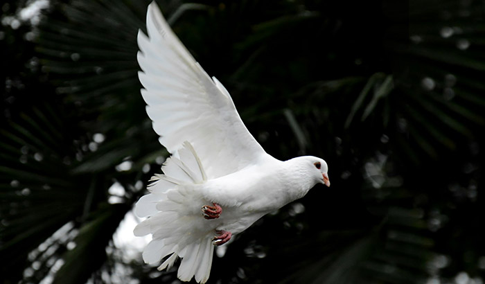Diaconate Ordination of brother John Baptist in Cebu, Philippines.